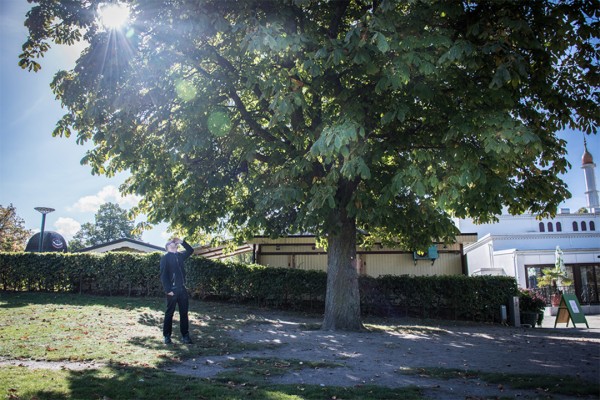 Calls of a Taiwan Yuhina broadcast from Malmö trees James Webb - There