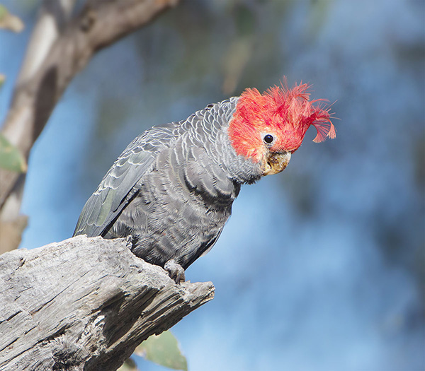 Cacatua Gang Gang